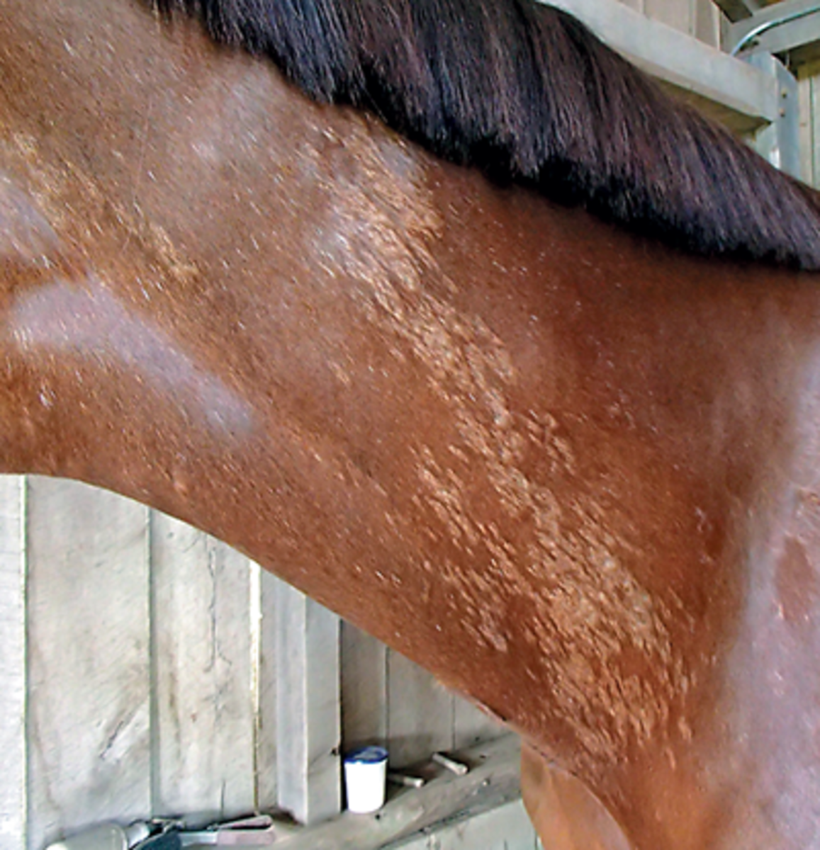 Ask Horse Journal: Equine Birthmark?