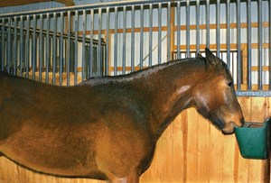 How to Curb A Cribbing Horse