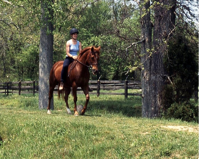 7 Things to Teach Your Trail Horse