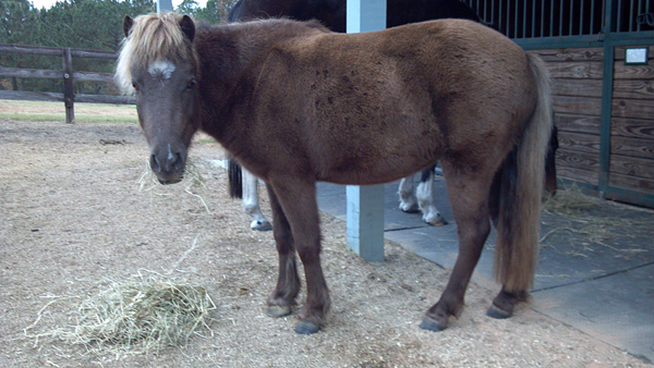 A Home for Every Horse Rescue Success Story: Peppermint Pattie (now “Ellie”)