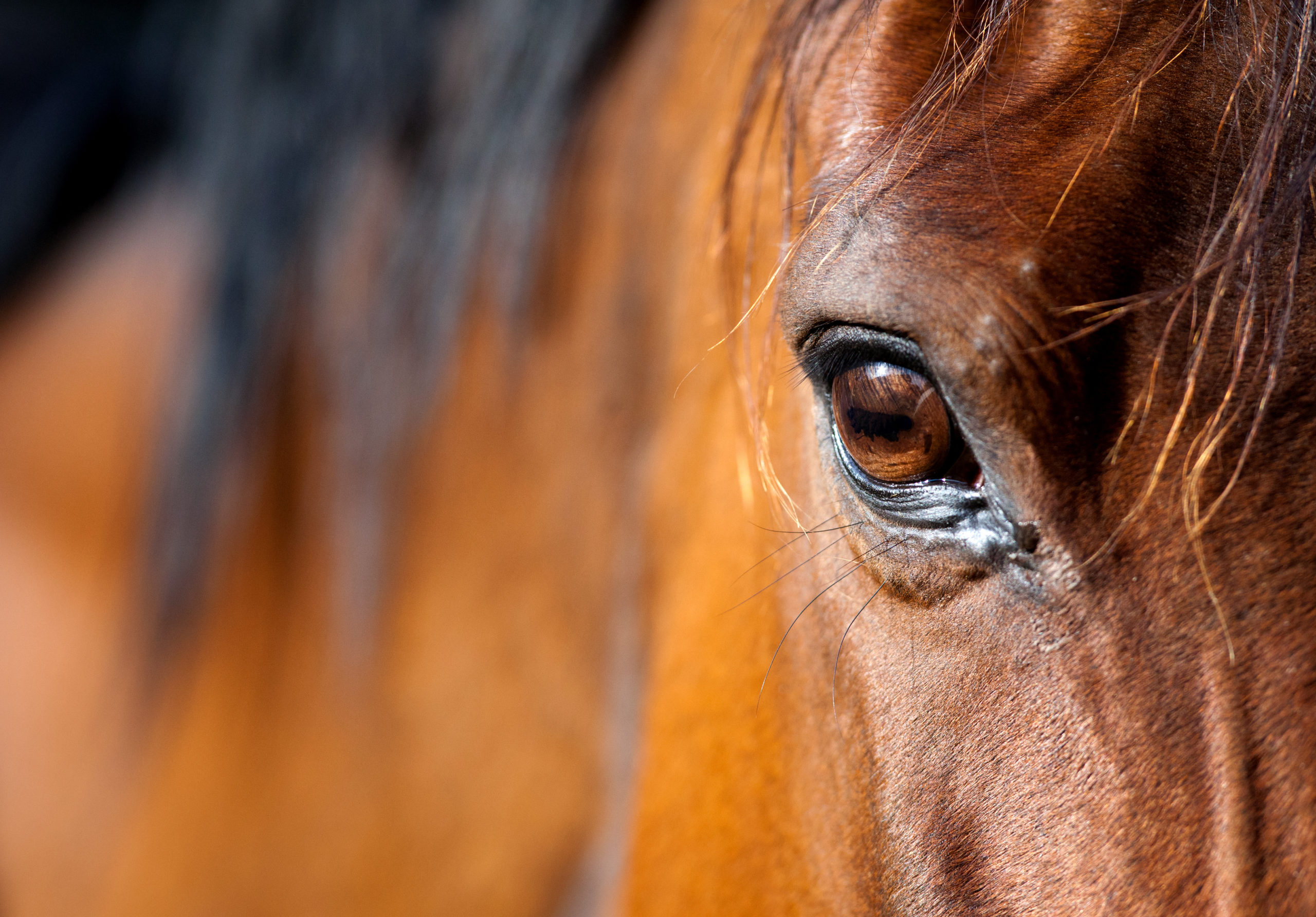 The Equine Network Continues Expansion