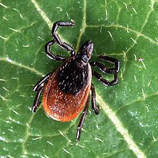 Threat: Lyme Disease