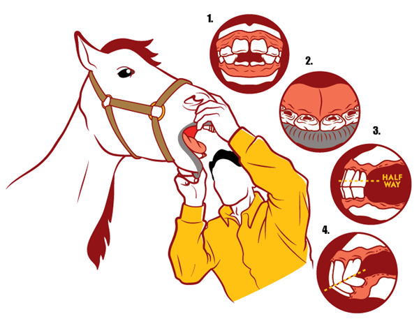 How to Age a Horse by its Teeth