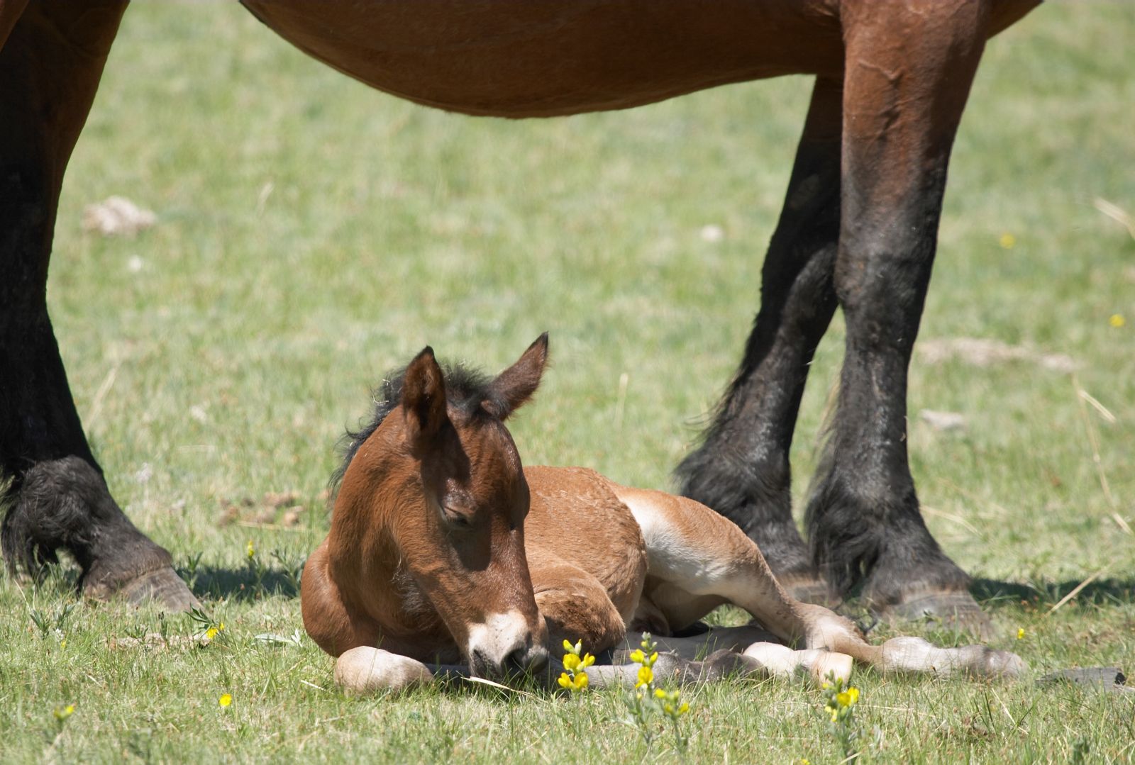 AHF Donations Make Lavender Foal Syndrome Test Possible