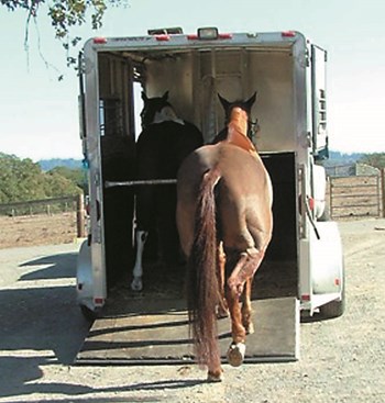 Horses And Trailers Don’t Always Go Together