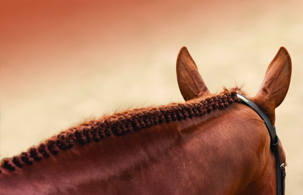 All Ears: Horse Hearing Problems