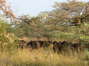 African Horse Safari, Part 5: Hidden in the Trees