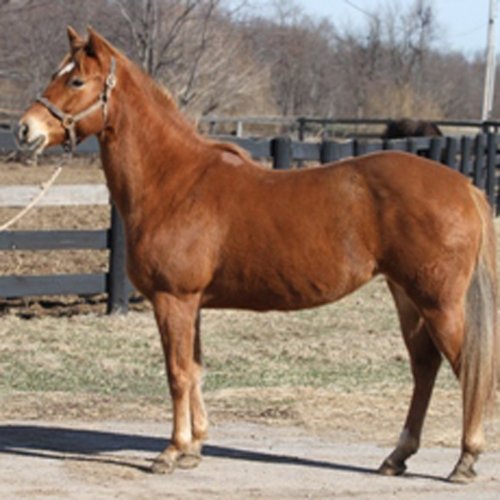 Meet the Kentucky Equine Humane Center’s Adoptable Horse of the Week: Anna