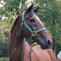How to Halter a Horse