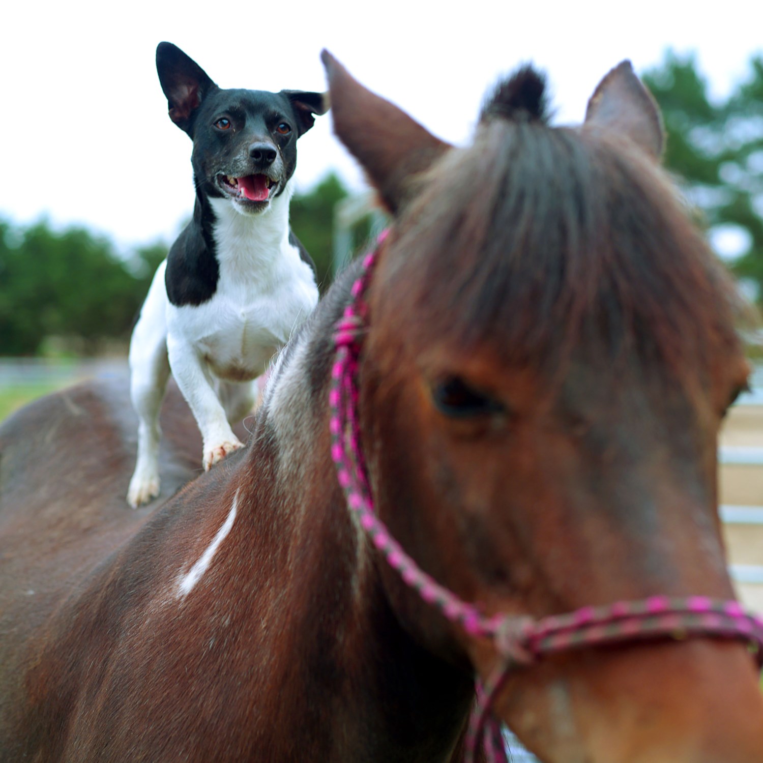 Announcing the EQUUS Magazine ‘Dogs on the Go’ Photo Contest