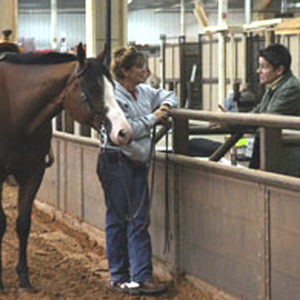 Exploring the Many Careers in the Horse Industry