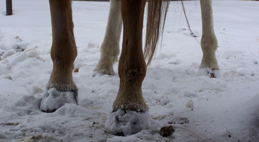 Winter Hoof Treatment for Horses