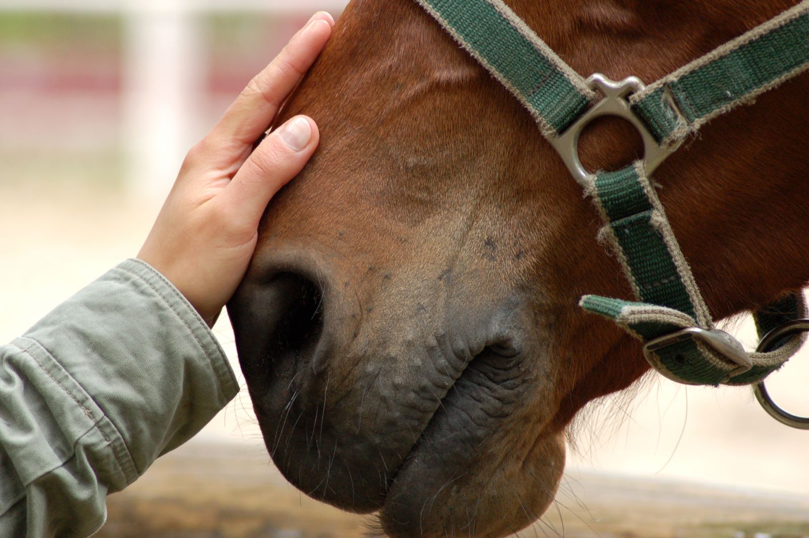 Barn Ventilation Affects Horse Health