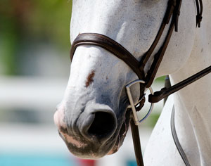 Become a Horse Noseband Know-It-All