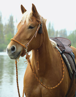 Bitless Bridle from Barefoot Saddles