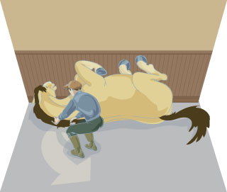 Help Your Cast Horse in Your Horse’s Stall