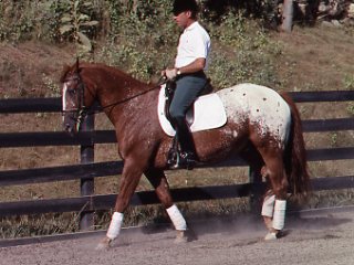 Centered Riding Revisited: The Four Basics and Grounding