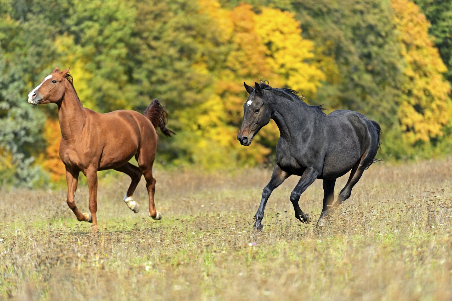 Changing with the Season: Fall Horse Health Care Checklist