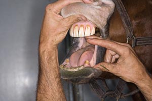 Check Your Horse’s Mouth