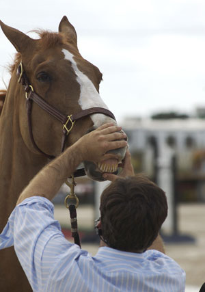 Know Your Healthy Horse: A Quick And Easy Checkup To Do Every Day