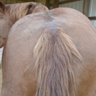 Checklist: Determine if Your Horse is Fat