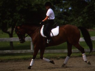 Classical Dressage Reading List from Jim Wofford
