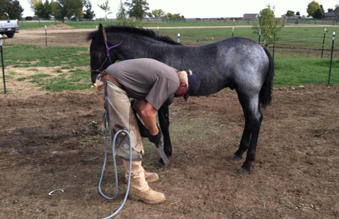 If Music Soothes the Savage Beast, Will It Help the Colt Stand for the Farrier?