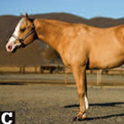 Conformation Clinic: Western Pleasure Prospects
