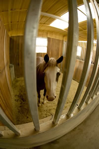 Controlling Contagious Equine Diseases