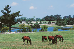 How Green is Your Horse Farm?