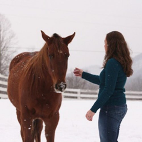 Training Tips: Teach Your Horse Ground Manners