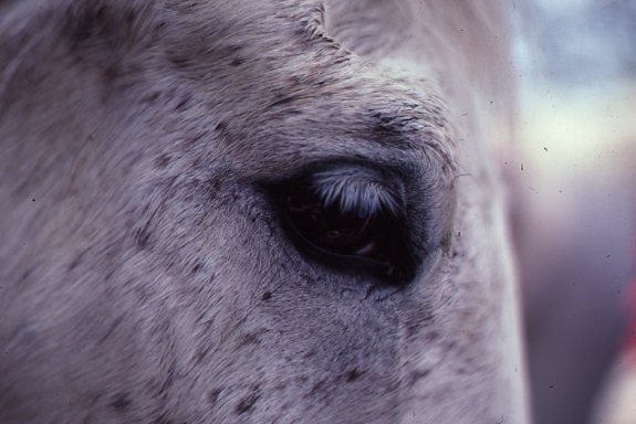 Cyclosporine Implants Successful in Equine Recurrent Uveitis Treatment