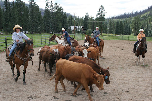 Colorado Cattle 101