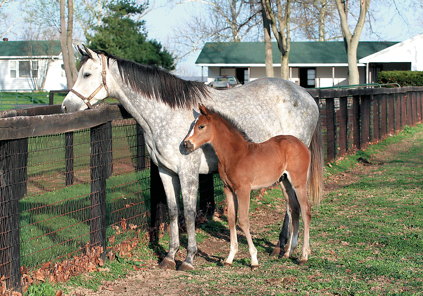 Do You Plan To Breed Your Mare?