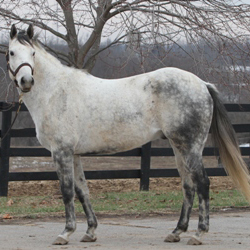 Meet the Kentucky Equine Humane Center’s Adoptable Horse of the Week, Doc.