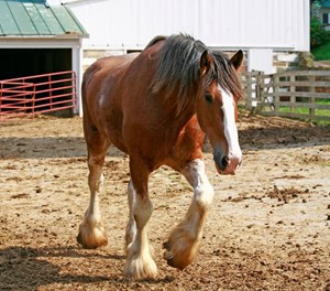 United in Light Draft Horse Rescue