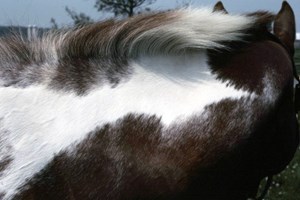 5 Ways to protect your horse’s skin