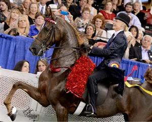 Goth Wins USEF Equestrian of the Year Title at 2015 Pegasus Awards