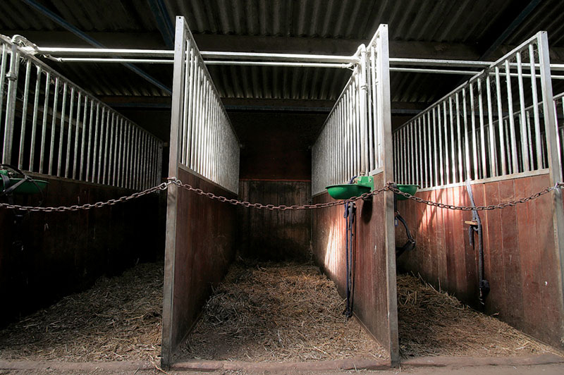 Ten Steps to Reduce the Risk of Horse Theft