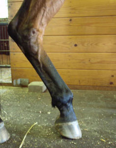 EQUUS Chart: Bone and Joint Problems