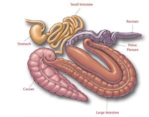 Architecture of the Equine Digestive System