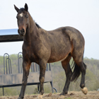 Equine Expressions: Understanding Your Horse’s Body Language