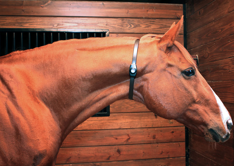 Equine Night Check Could Revolutionize Horse Care