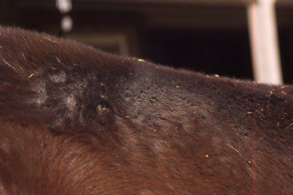 Watch out for 8 common equine skin diseases