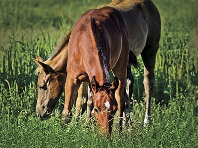 Equine Spot-Ons Offer Round-the-Clock Insect Protection