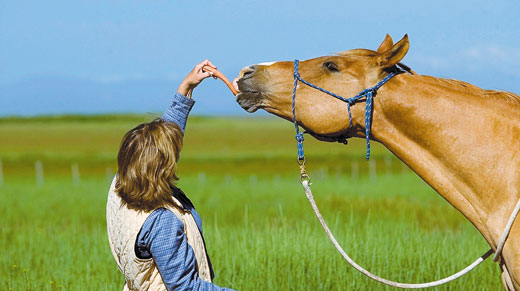 Stretching in Horses Has Health Benefits