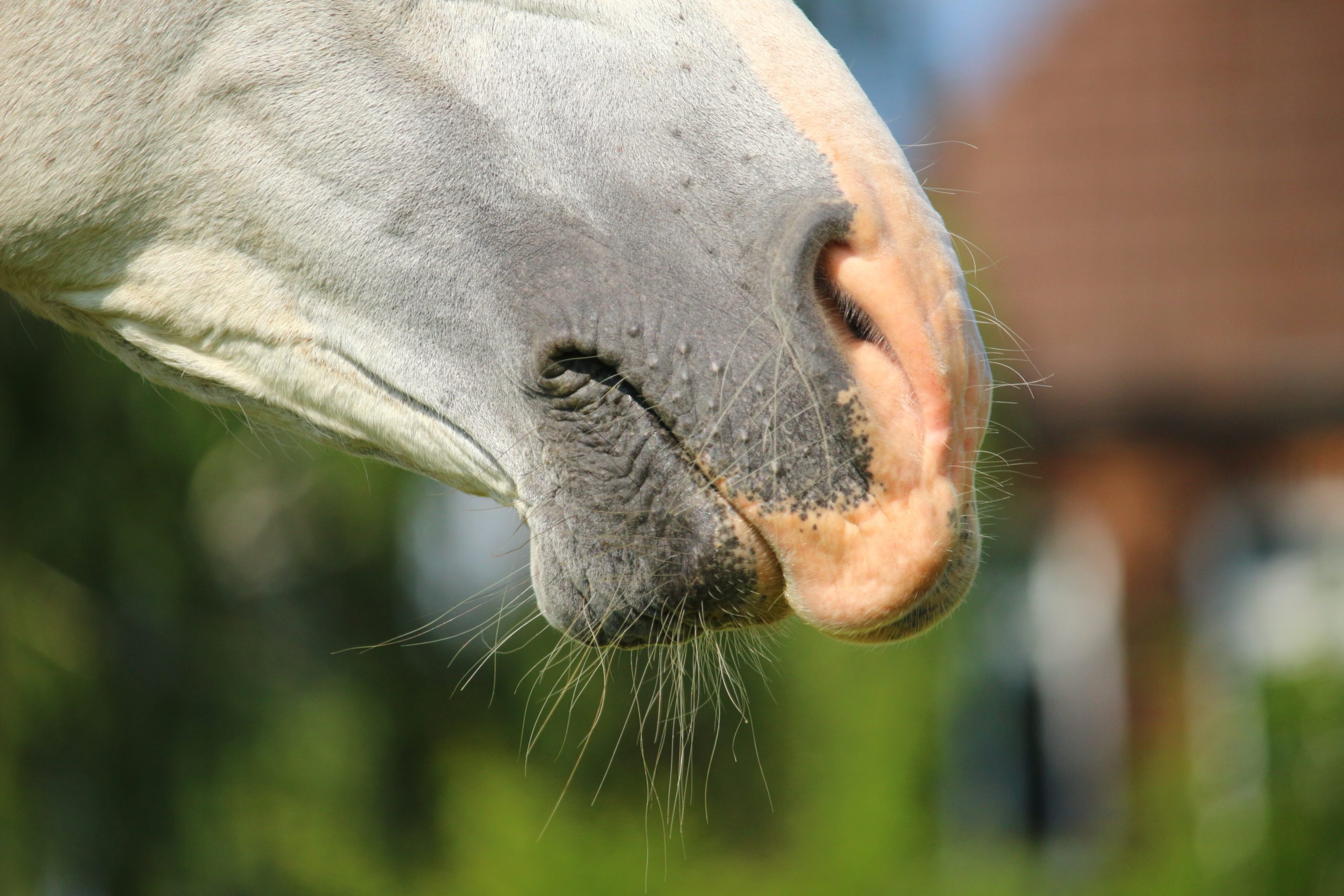 Protect Your Horse from Sunburn