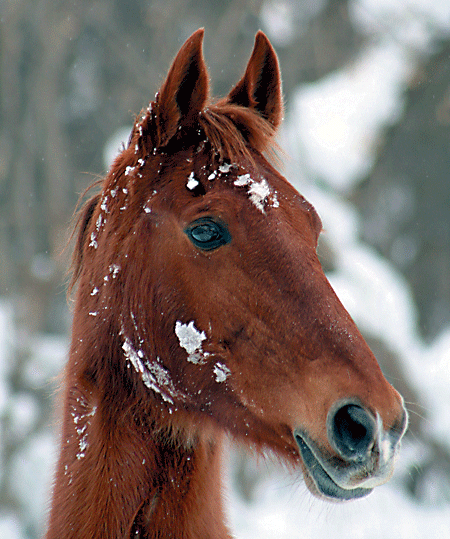 Equine Winter-Skin Care