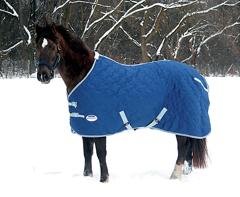 Equine Winter Weight Loss
