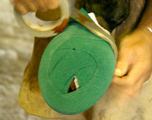 EquiSearch’s Ask the Vet: Help for a Hoof Abscess